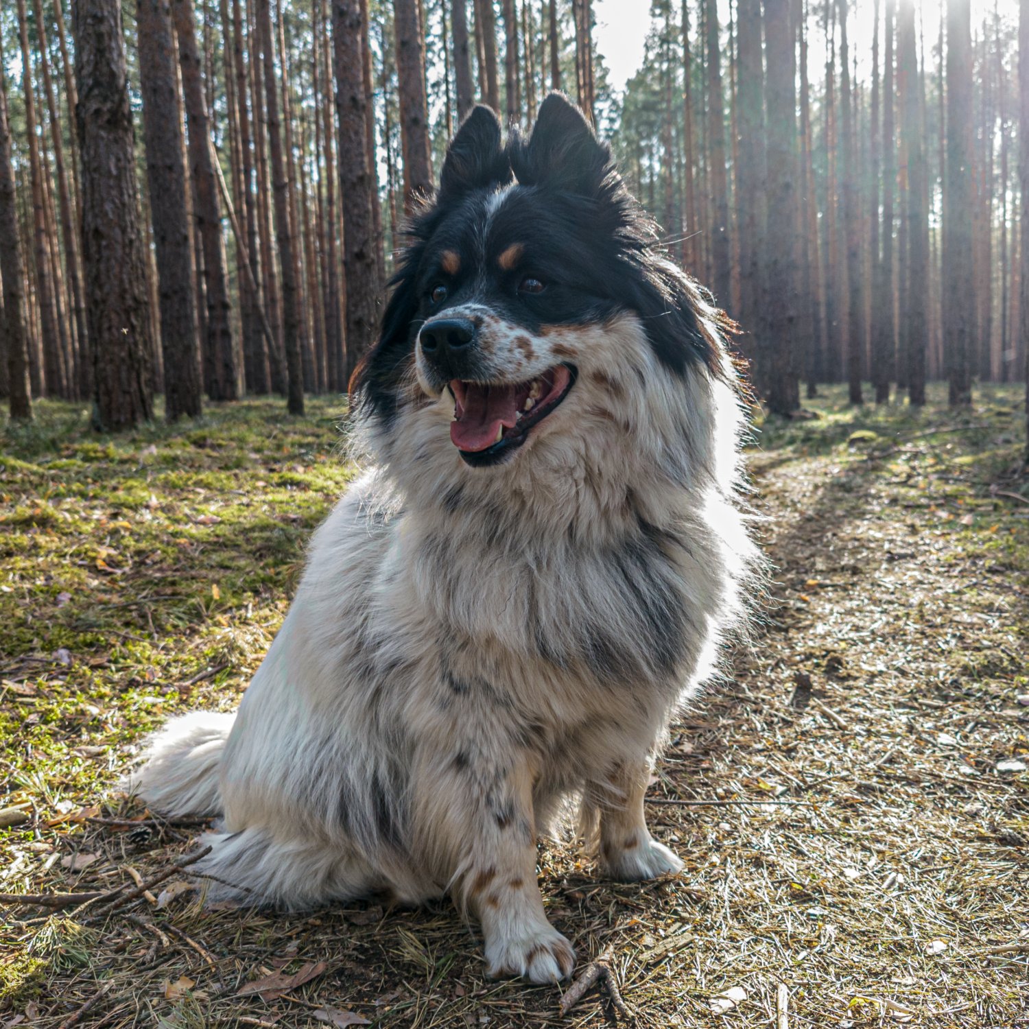 Erwachsener Hund sitzt im Wald