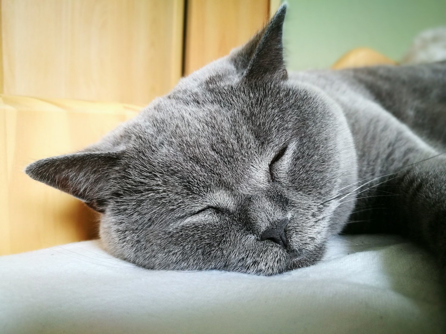 Zufrieden schlafende graue Katze