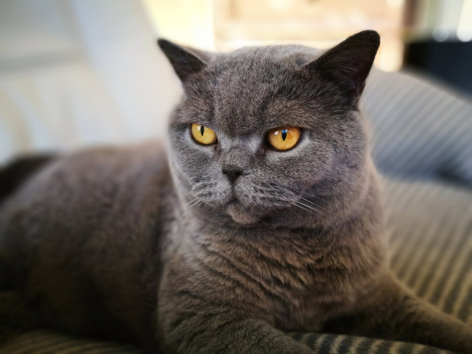 Graue Katze mit wachen Augen